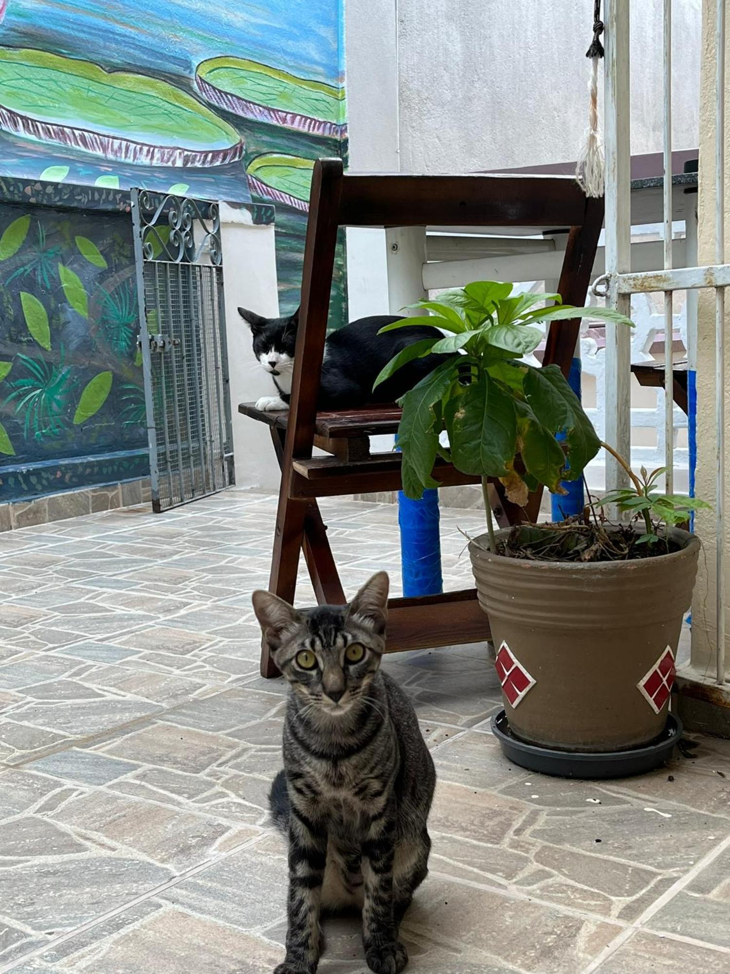 Aldeia Hostel Манаус Екстериор снимка